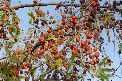 Ziziphus jujuba
